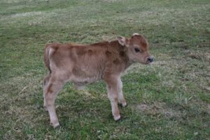 Baby bull calf